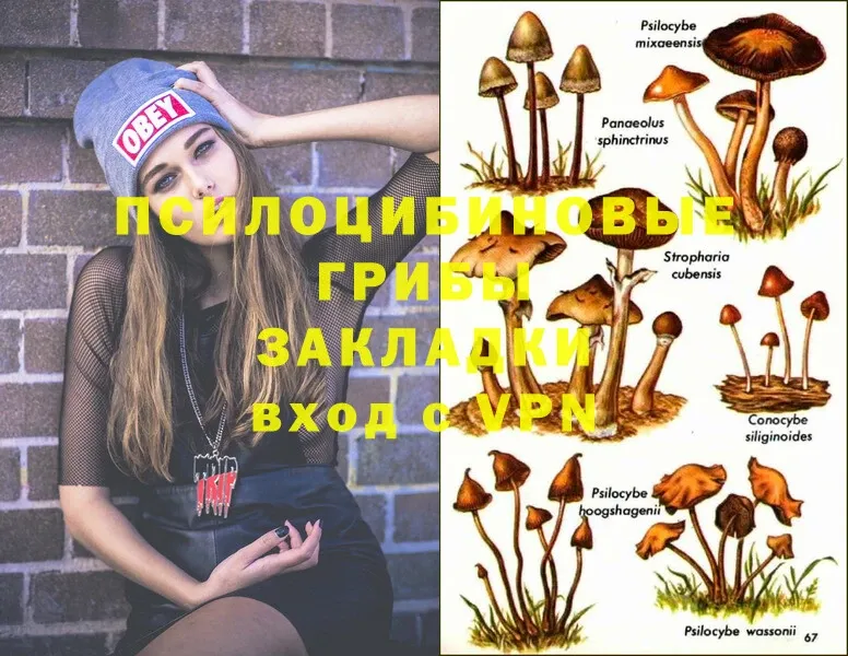 Галлюциногенные грибы Psilocybine cubensis  Карталы 